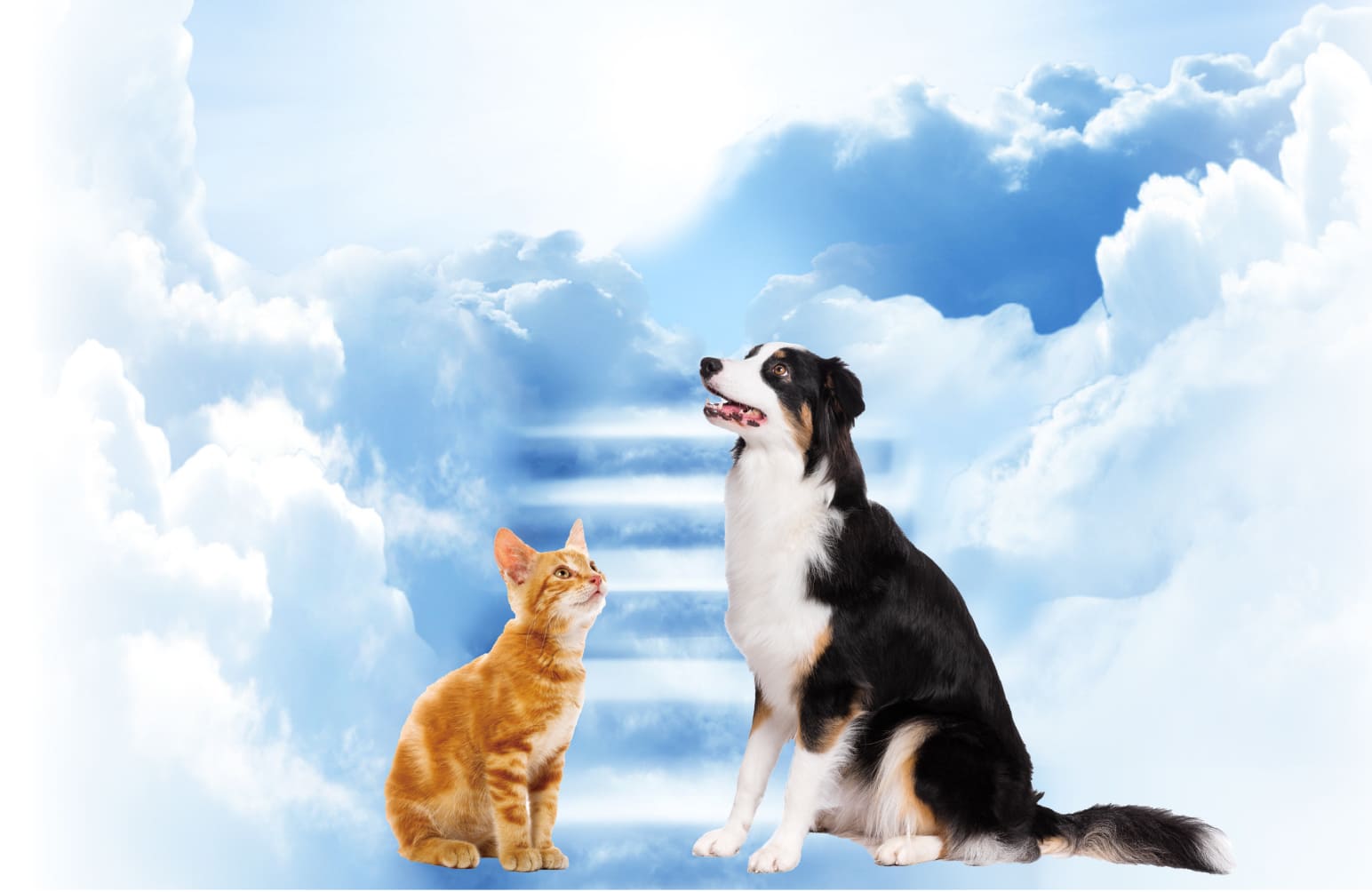 猫と犬が空を向いている画像